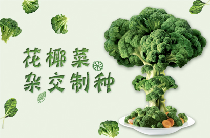 娄烦县花椰菜杂交制种