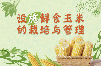 山西娄烦县鲜食玉米的栽培与管理