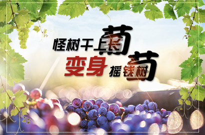 山西娄烦县怪树干上长“葡萄”变身摇钱树